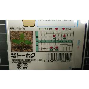 3袋以上でクーポン割引 大輪 ききょう 桔梗 ...の詳細画像2