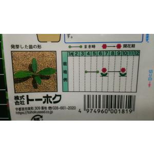 3袋以上でクーポン割引 千日紅 せんにちこう ...の詳細画像2