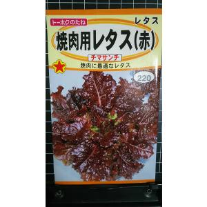 ３袋以上でクーポン割引 焼肉用 レタス 赤 チマサンチ チマサンチュ チマサンテ リーフ 種 郵便は送料無料