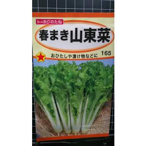 ３袋以上でクーポン割引 春まき サントウサイ 山東菜 種 郵便は送料無料