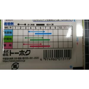 3袋以上でクーポン割引 春まき しろ菜 サント...の詳細画像2