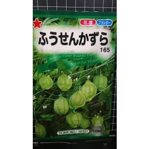 ３袋以上でクーポン割引 ふうせん かずら 風船かずら 種 郵便は送料無料