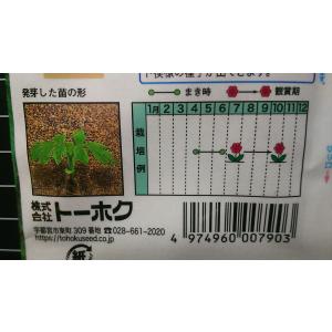 3袋以上でクーポン割引 ふうせん かずら 風船...の詳細画像2