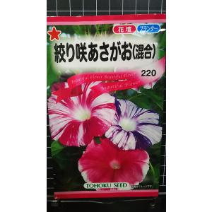 ３袋以上でクーポン割引 絞り咲 あさがお 混合 朝顔 種 郵便は送料無料