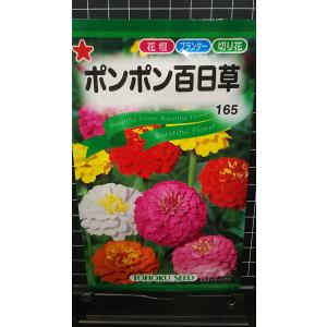 ３袋以上でクーポン割引 ポンポン 百日草 ヒャクニチソウ ジニア 種 郵便は送料無料