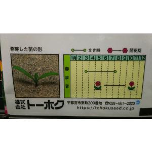 3袋以上でクーポン割引 マリーゴールド フレン...の詳細画像2