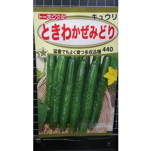 ３袋以上でクーポン割引 ときわ かぜみどり キュウリ キューリ 種 郵便は送料無料
