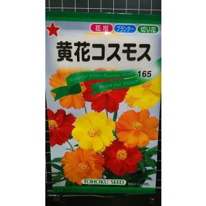 ３袋以上でクーポン割引 黄花 コスモス 秋桜 種 郵便は送料無料