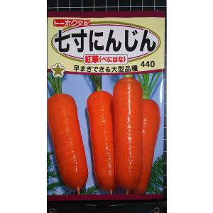 ３袋以上でクーポン割引 七寸 にんじん 紅華 人参 種 郵便は送料無料