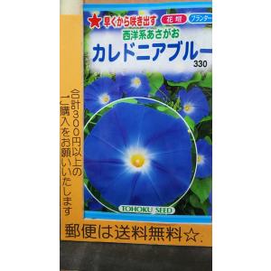 西洋朝顔の種の商品一覧 通販 Yahoo ショッピング