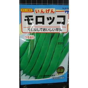 ３袋以上でクーポン割引 つるあり モロッコ いんげん 種 郵便は送料無料