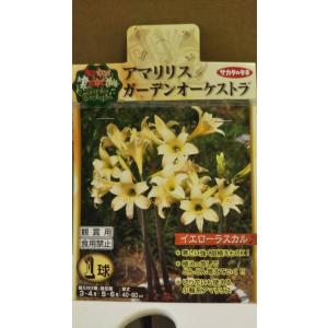アマリリス ガーデンオーケストラ イエローラスカル