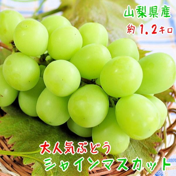 【先行予約　８月下旬以降】久保田さんの濃厚シャインマスカット　約1.2kg　【送料無料】【山梨県産】