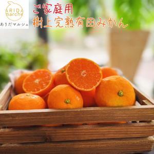 愛媛 真穴みかん規格外 10kg 大きさおまかせ 訳あり・ご家庭用