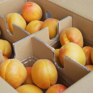 あんず　ハーコット　２ｋｇ　生食用杏・大小バラ詰め　６月２５日前後〜出荷