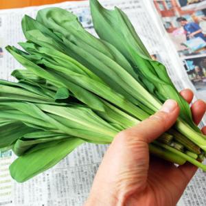 【simasima27さん】①4/14受渡し 厚真産天然行者にんにく 1キロ 5000円 予約/お届け日指定不可】北海道産 山菜 ご家庭用 行者にんにく 1kg