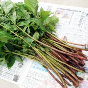 大きい山椒の葉1kg（大小バラ詰め） : ありがた屋NAGANO - 通販