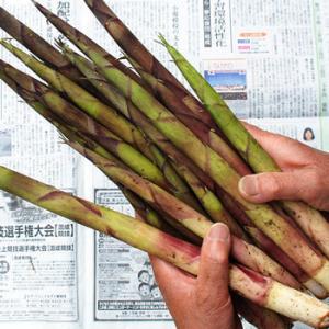 根曲がり竹６ｋｇ（大小バラ詰め）長野県・志賀高原産