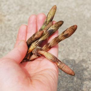 穂先が閉じた土筆(上)　１ｋｇ（大小バラ詰め）