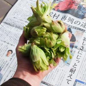 ふきのとう１００ｇ（大小バラ詰め）※つぼみではありません。