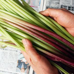 大きい山椒の葉1kg（大小バラ詰め） : ありがた屋NAGANO - 通販