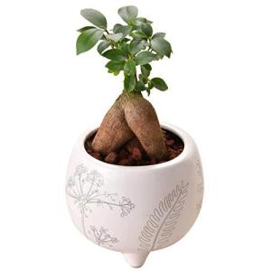 花のギフト社 ガジュマルの木 ガジュマル鉢植え 多幸の木 ガジュマル がじゅまる ミニ観葉植物 観葉 最安値 価格比較 Yahoo ショッピング 口コミ 評判からも探せる