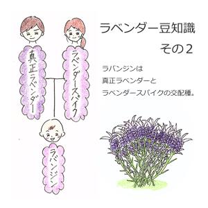 オーガニック ラベンダーブルガリアン エッセン...の詳細画像5
