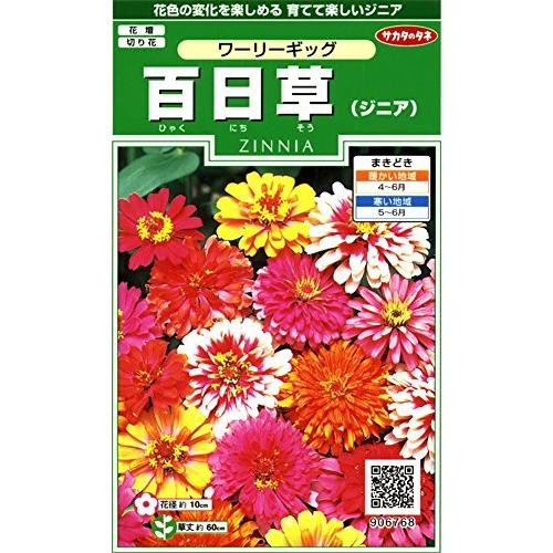 サカタのタネ 実咲花6768 百日草 ワーリーギッグ 00906768