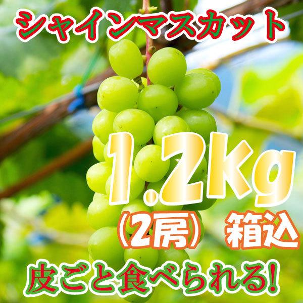 【送料無料】シャインマスカット　約1.2kg　(2房　箱込み)