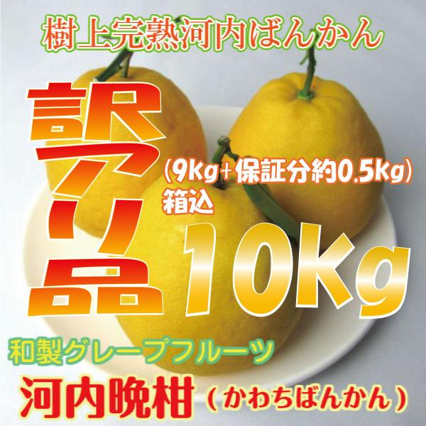 河内晩柑 和製グレープフルーツ 同品種 内容量9kg 箱込約10kg 熊本県産 訳あり品 送料無料 ...