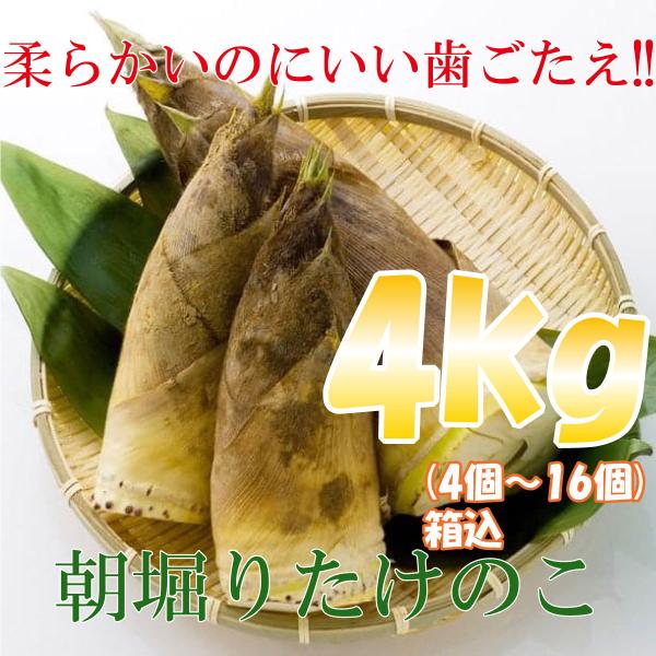 朝堀たけのこ 4kg（4個〜16個） 熊本県産 クール便 送料無料 北海道・沖縄県・離島除く