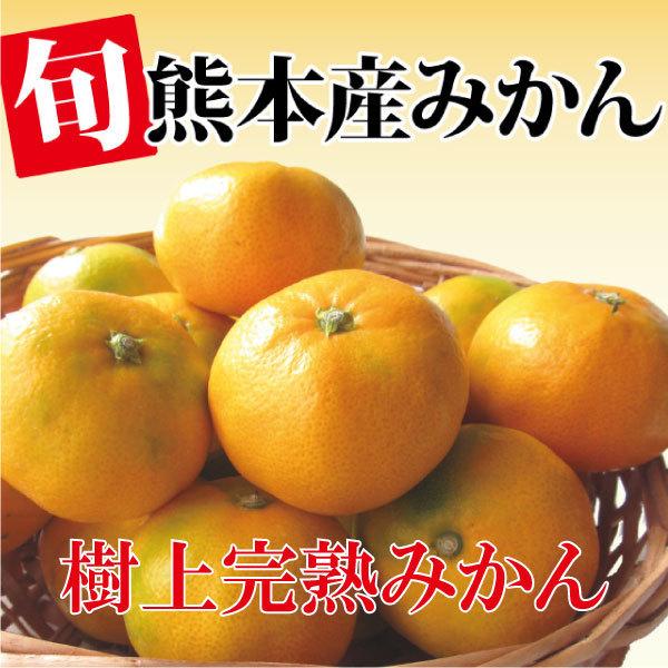 【送料無料】樹上完熟みかん 10kg