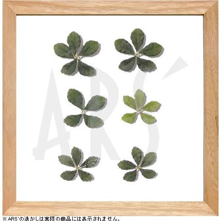 インテリアアート/リーフアートパネル　プラントフレーム　シュガーバイン(タペストリー/ウォールアート...