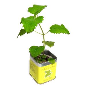 小さな栽培セット パームガーデン 22種! 花...の詳細画像3