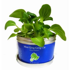 栽培キット 野菜 のおすすめランキング 栽培キット おちょこで 薬味 栽培 セット 白磁 しそ 唐辛子 わさび菜 三つ葉 栽培セット 種 野菜 とうがらし わさび みつ葉 かわいい おしゃれ インテリア