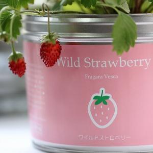 リトルガーデンプロ　ワイルドストロベリー　　　　　花、ガーデニング