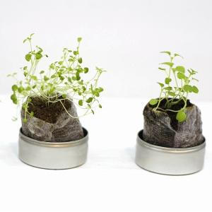 ベビープランツ【小さなハーブ栽培セット】NEW...の詳細画像2