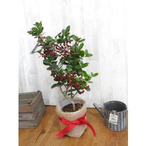 西洋ヒイラギ クリスマスホーリー 4号ポット苗 : 苗木部 花ひろば