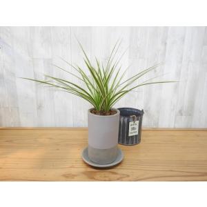 チャーム（charm） （観葉植物）大型 インテリア ドラセナ マジナータ