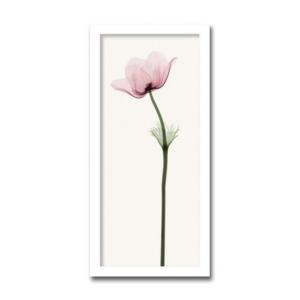 絵画 北欧 インテリア ANEMONE アネモネ...の商品画像