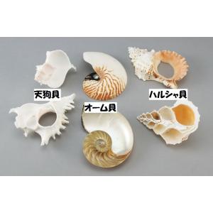 貝殻断面カットモデル 3点セット 【 デッサン スケッチ 絵画 モデル 貝殻 】｜artloco