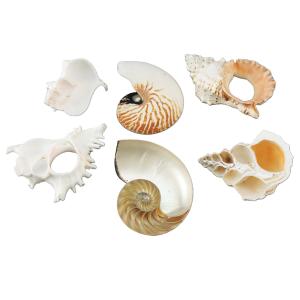 貝殻モデル 10点セット 【 デッサン スケッチ 絵画 モデル 貝殻