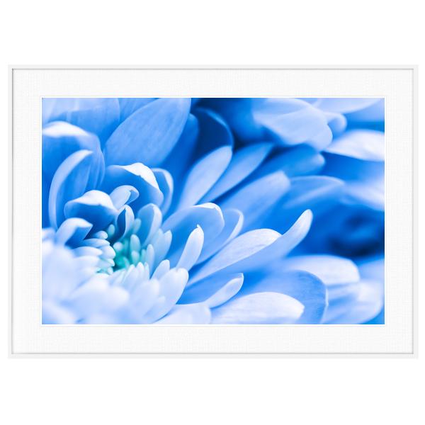 花写真 青い菊の花 インテリアアートポスター額装 S〜Lサイズ AS1345