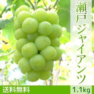 【予約】瀬戸ジャイアンツ ぶどう 送料無料 ギフト 1.1kg｜arumama