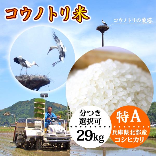 送料無料 玄米 29kg 白米コウノトリ米 令和5年産 当日精米