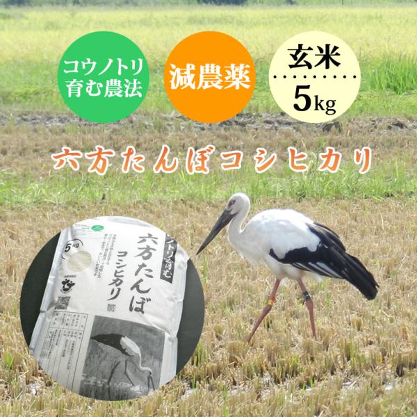 コシヒカリ 5kg こうのとり米 令和5年産 送料無料 兵庫県産 玄米