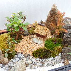 残暑お見舞い ギフト 苔盆栽 山荘SS 癒しの...の詳細画像2