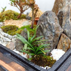 残暑お見舞い ギフト 苔盆栽 山荘SS 癒しの...の詳細画像3