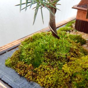 敬老の日 ギフト 苔盆栽 庄屋さんS 癒しのミ...の詳細画像4