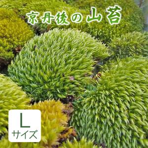 山苔 Lサイズ 天然苔 苔テラリウム 苔盆栽 盆...の商品画像